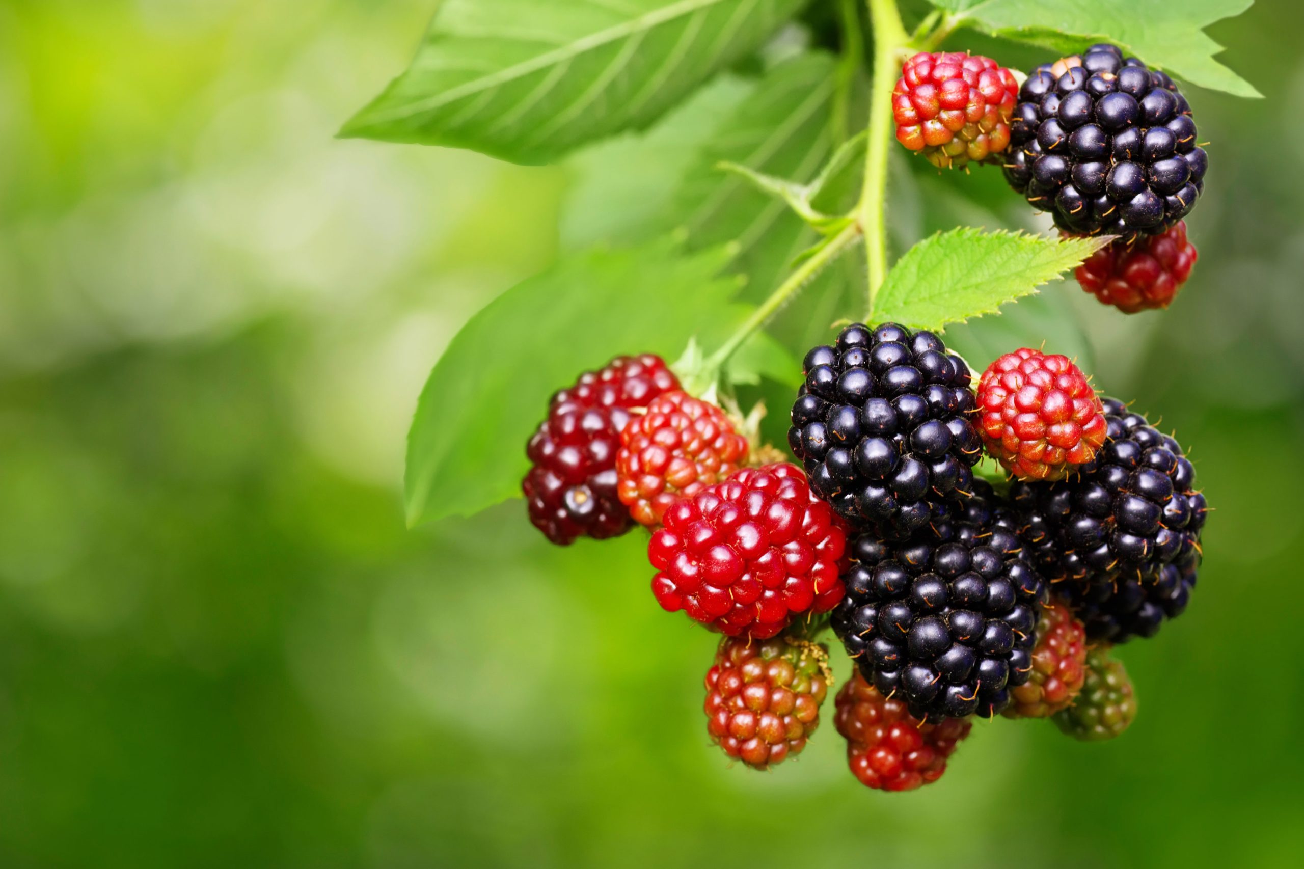 Sugar Cane Raspberry Pruning and Maintenance of Raspberry Canes