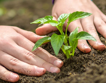 A seedling being planted in the ground