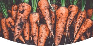 Garden Carrots