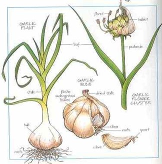Garlic Life Cycle