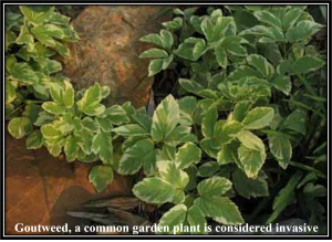 Goutweed is considered invasive.