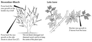 How to Prune a Gooseberry Bush