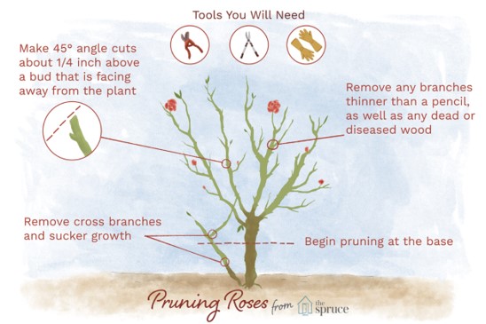 Rose Bush Pruning Diagram