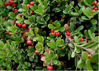 Picture of Bearberry with red berries.