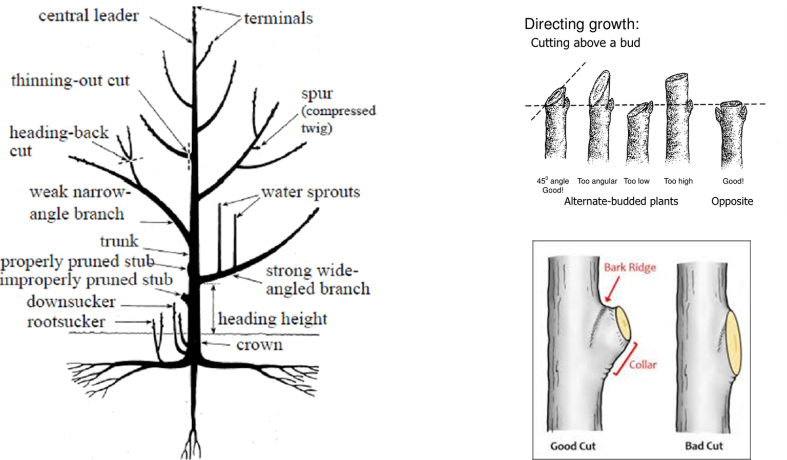 General Pruning Tips