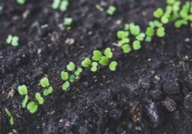 Starting Seedlings